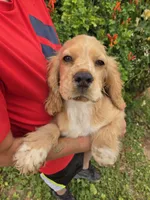 AKC Bella's Boy , a female Cocker Spaniel for sale in Casa Grande, AZ – 2 of 10