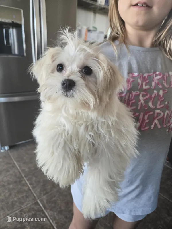 AKC Rosalie Ready Now!