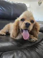 AKC Katelyn's Darker Buff Girl, a female Cocker Spaniel for sale in Casa Grande, AZ – 2 of 10