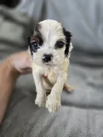 AKC Rosey's White Tri-Color Boy, TEXT 520-254-7407 , a male Cocker Spaniel for sale in Casa Grande, AZ – 2 of 7