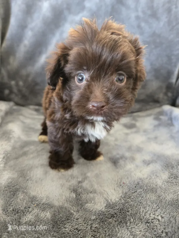 AKC Bisque's Brown Girl, White Paws, TEXT 520-254-7407 – Havanese puppy for sale in Casa Grande, AZ