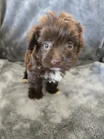 AKC Bisque's Brown Girl, White Paws, TEXT 520-254-7407, a female Havanese for sale in Casa Grande, AZ – 1 of 9