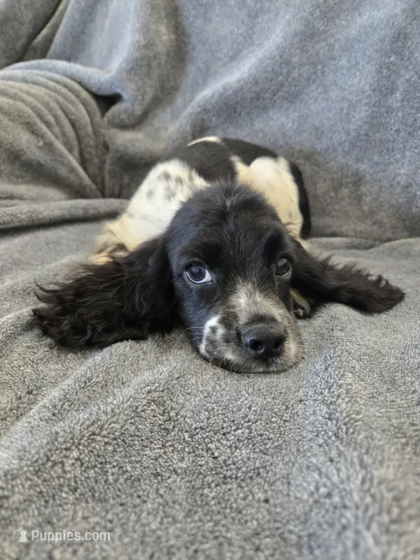 AKC Male, Text 520-254-7407  – Cocker Spaniel puppy for sale in Casa Grande, AZ