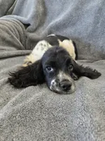 AKC Male, Text 520-254-7407 , a male Cocker Spaniel for sale in Casa Grande, AZ – 1 of 10