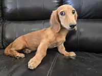 AKC Brittney's Boy, TEXT 520-254-7407, a male Dachshund for sale in Casa Grande, AZ – 8 of 8