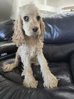 AKC Bella's Light Cocker Girl, a female Cocker Spaniel for sale in Casa Grande, AZ – 2 of 9