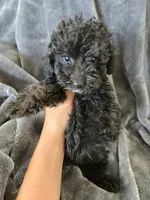 AKC Black Female, a female Poodle - Miniature  for sale in Casa Grande, AZ – 2 of 8