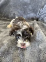 AKC Bisque's Parti Girl, TEXT 520-254-7407, a female Havanese for sale in Casa Grande, AZ – 2 of 10