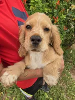 AKC Bella's Boy , a female Cocker Spaniel for sale in Casa Grande, AZ – 7 of 10