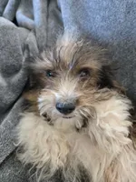 AKC Daisy's Bicolor Boy, TEXT 520-254-7407, a male Havanese for sale in Casa Grande, AZ – 2 of 10