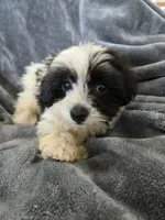 AKC Black & White Female, a female Havanese for sale in Casa Grande, AZ – 4 of 9