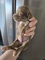 AKC Male, a male Dachshund for sale in Casa Grande, AZ – 7 of 7