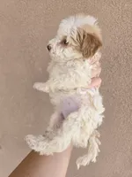 AKC Female, a female Poodle - Toy  for sale in Casa Grande, AZ – 6 of 8