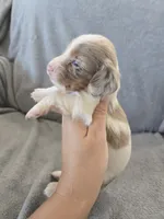 AKC Long Haired Girl - TEXT 520-254-7407 , a female Dachshund for sale in Casa Grande, AZ – 6 of 9