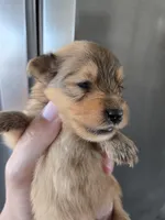 AKC Parents - Yorkie/Pomeranian Mix - TEXT 520-254-7407 , a male Pomeranian and Yorkshire Terrier for sale in Casa Grande, AZ – 6 of 10