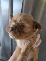AKC Ruby Male - TEXT 520-254-7407, a male Cavalier King Charles Spaniel for sale in Casa Grande, AZ – 3 of 9