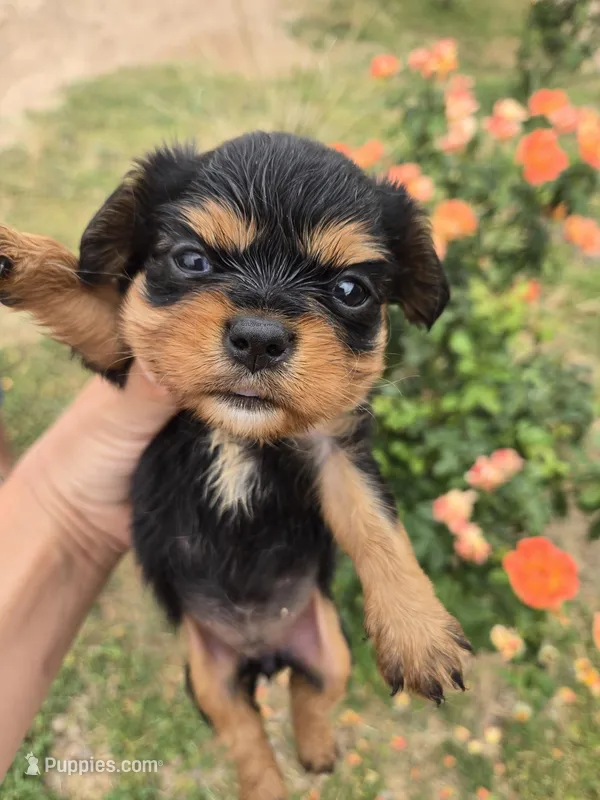 AKC Eleanor's Tri Girl – Cavalier King Charles Spaniel puppy for sale in Casa Grande, AZ