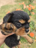 AKC Eleanor's Tri Girl, a female Cavalier King Charles Spaniel for sale in Casa Grande, AZ – Photo 3 of 9