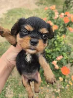 AKC Eleanor's Tri Girl, a female Cavalier King Charles Spaniel for sale in Casa Grande, AZ – Photo 2 of 9