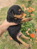 AKC Eleanor's Tri Girl, a female Cavalier King Charles Spaniel for sale in Casa Grande, AZ – Photo 7 of 9