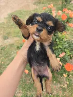 AKC Eleanor's Tri Girl, a female Cavalier King Charles Spaniel for sale in Casa Grande, AZ – Photo 5 of 9