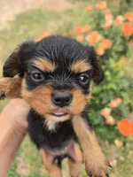 AKC Eleanor's Tri Girl, a female Cavalier King Charles Spaniel for sale in Casa Grande, AZ – Photo 4 of 9