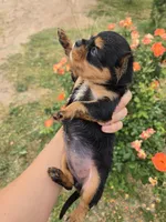 AKC Eleanor's Tri Girl, a female Cavalier King Charles Spaniel for sale in Casa Grande, AZ – Photo 8 of 9