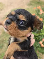 AKC Eleanor's Tri Girl, a female Cavalier King Charles Spaniel for sale in Casa Grande, AZ – Photo 9 of 9
