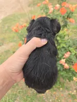 AKC Eleanor's Tri Girl, a female Cavalier King Charles Spaniel for sale in Casa Grande, AZ – Photo 1 of 9