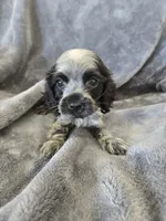 AKC Dora's Roan Girl, TEXT 520-254-7407, a female Cocker Spaniel for sale in Casa Grande, AZ – 3 of 10