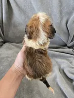 AKC Skye's Boy 1, TEXT 520-254-7407 , a male Havanese for sale in Casa Grande, AZ – 7 of 10