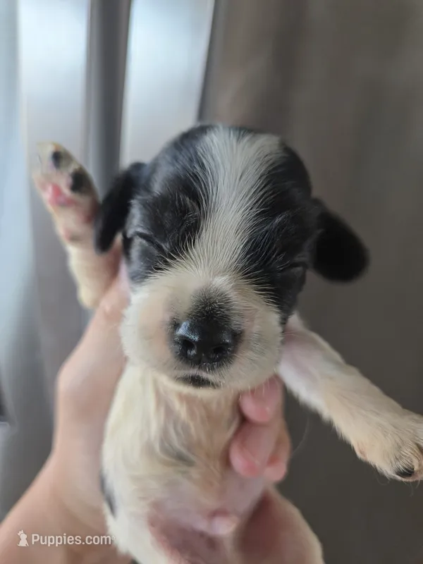 AKC Dora's Bicolor Boy – Cocker Spaniel puppy for sale in Casa Grande, AZ