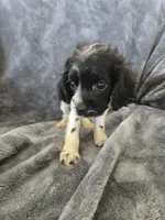 AKC Female - TEXT 520-254-7407 , a female Cocker Spaniel for sale in Casa Grande, AZ – 7 of 8