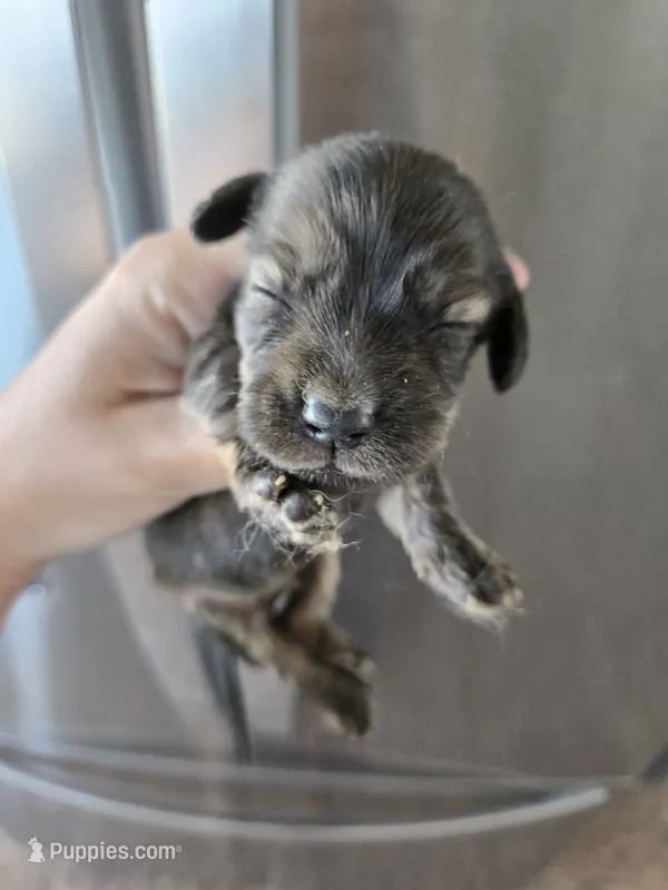 AKC Male – Dachshund puppy for sale in Casa Grande, AZ