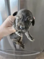 AKC Male, a male Dachshund for sale in Casa Grande, AZ – 1 of 8