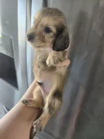 AKC Angel's Sable Male, TEXT 520-254-7407, a male Dachshund for sale in Casa Grande, AZ – 5 of 9