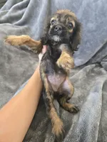 AKC Sable Girl, TEXT 520-254-7407, a female Cocker Spaniel for sale in Casa Grande, AZ – 6 of 9