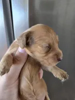 AKC Female, a female Dachshund for sale in Casa Grande, AZ – 5 of 6