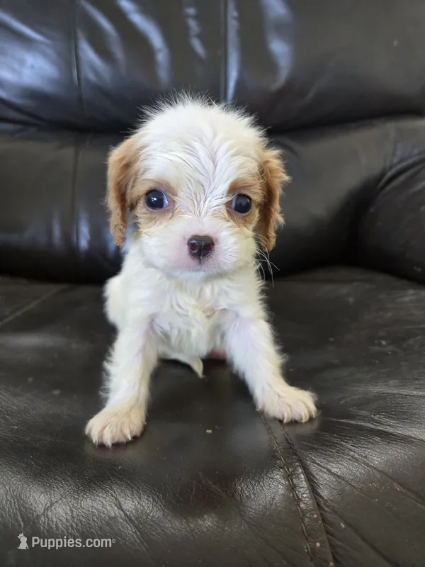 AKC Female – Cavalier King Charles Spaniel puppy for sale in Casa Grande, AZ
