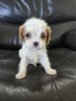 AKC Female, a female Cavalier King Charles Spaniel for sale in Casa Grande, AZ – 5 of 9