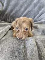 AKC Liver Male, TEXT 520-254-7407, a male Dachshund for sale in Casa Grande, AZ – 6 of 10