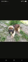 AKC Rosey's Chocolate Boy, TEXT 520-254-7407 , a male Cocker Spaniel for sale in Casa Grande, AZ – 5 of 6