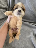 AKC Skye's Boy 1, TEXT 520-254-7407 , a male Havanese for sale in Casa Grande, AZ – 8 of 10