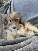 AKC Daisy's Bicolor Boy, TEXT 520-254-7407, a male Havanese for sale in Casa Grande, AZ – 1 of 10