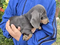 AKC Isabella/Tan Boy, a male Dachshund for sale in Casa Grande, AZ – Photo 6 of 10