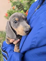 AKC Isabella/Tan Boy, a male Dachshund for sale in Casa Grande, AZ – Photo 4 of 10