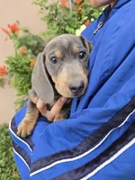 AKC Isabella/Tan Boy, a male Dachshund for sale in Casa Grande, AZ – Photo 5 of 10