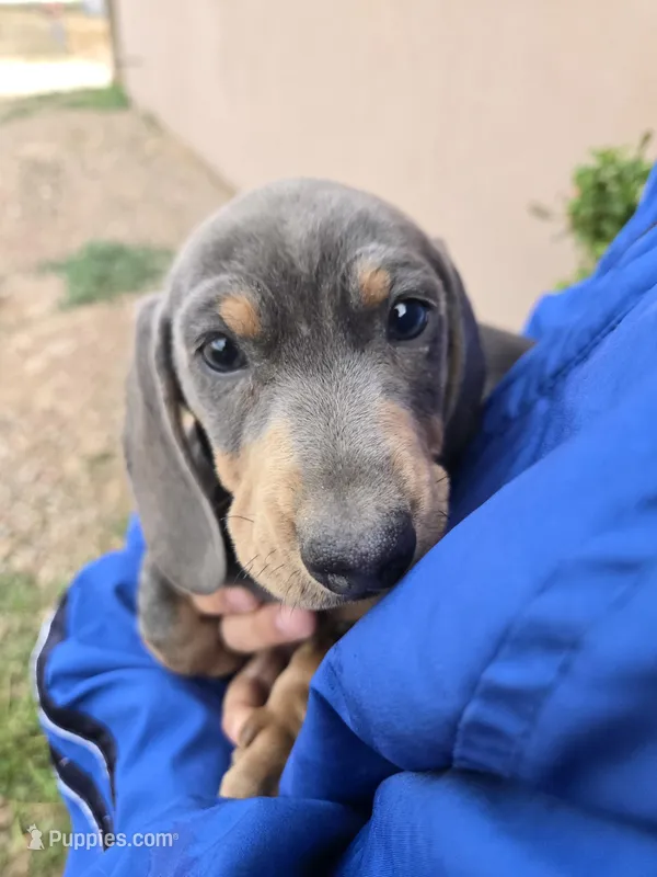 AKC Isabella/Tan Boy