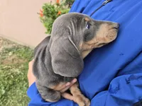 AKC Isabella/Tan Boy, a male Dachshund for sale in Casa Grande, AZ – Photo 9 of 10