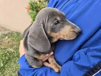 AKC Isabella/Tan Boy, a male Dachshund for sale in Casa Grande, AZ – Photo 8 of 10